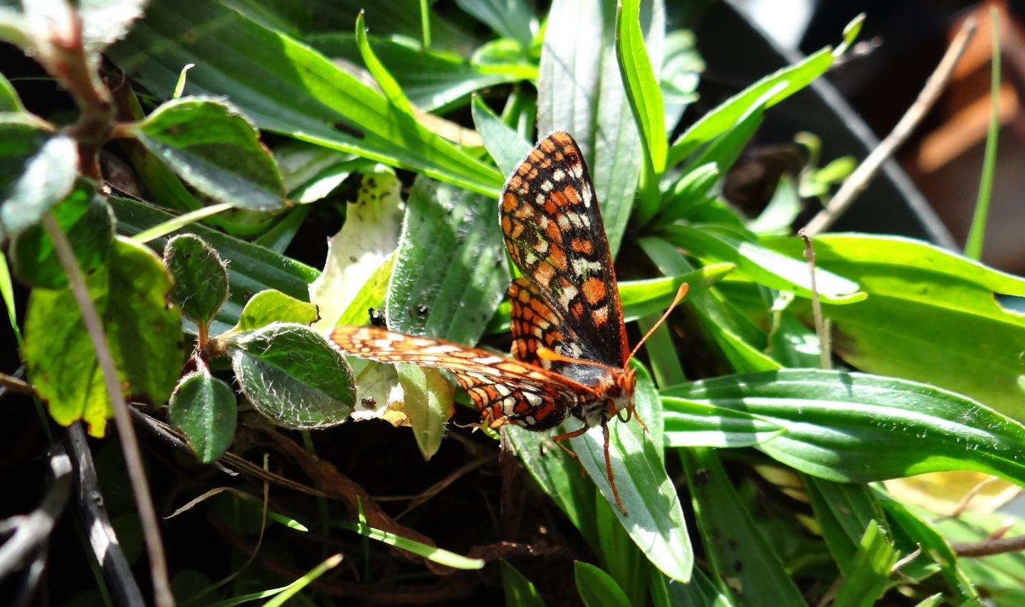 Edith's Checkerspot