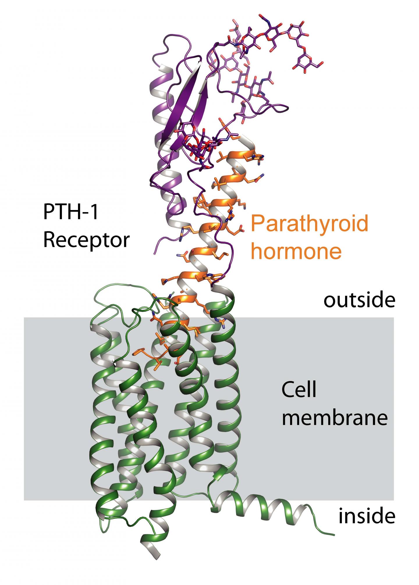 Structure of the PTH-1 Receptor