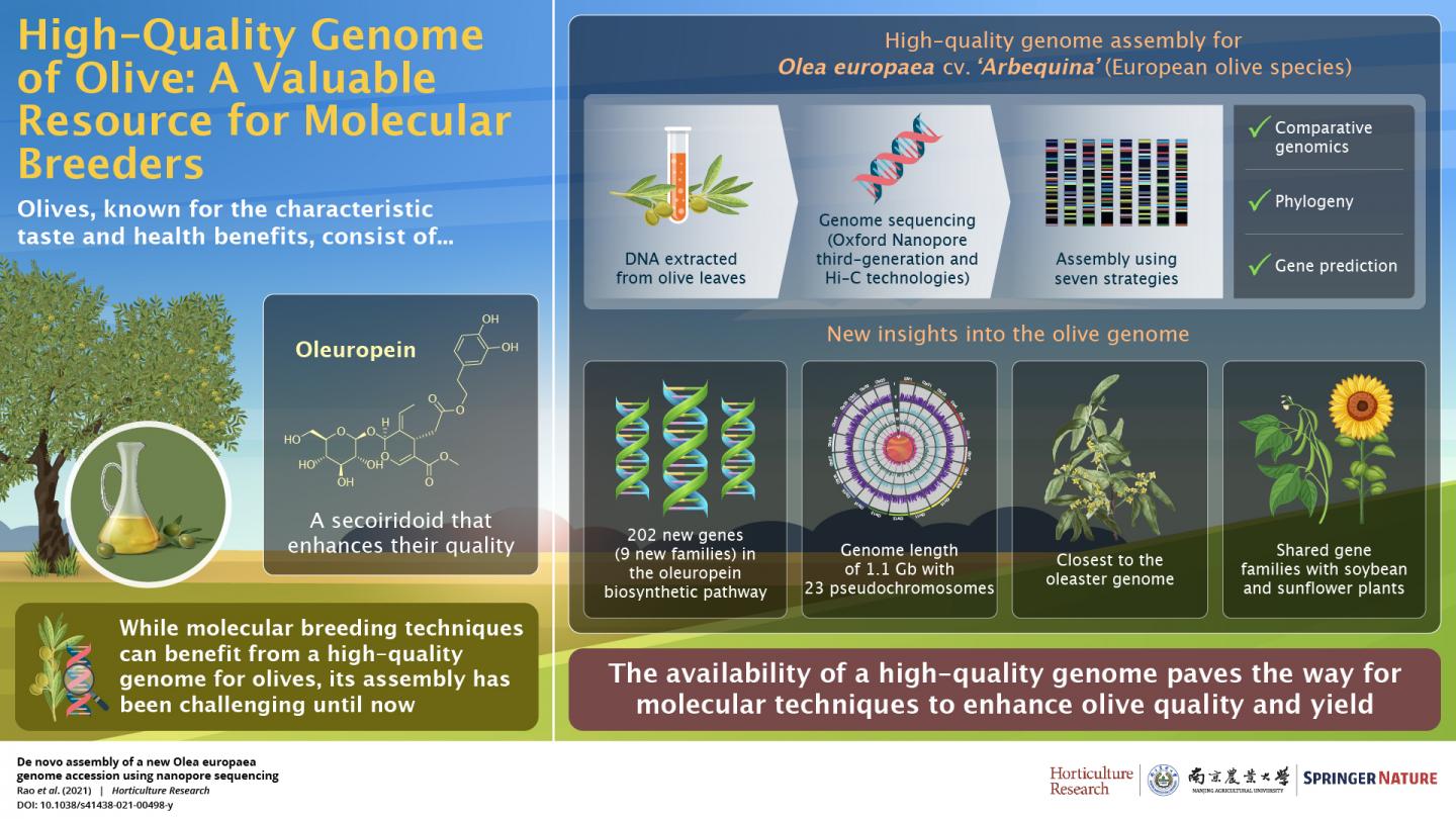 High-Quality Genome of Olive: A Valuable Resource for Molecular Breeders