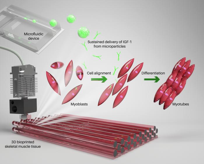 New and Improved Bioink to Enhance 3D Bioprinted Skeletal Muscle Constructs