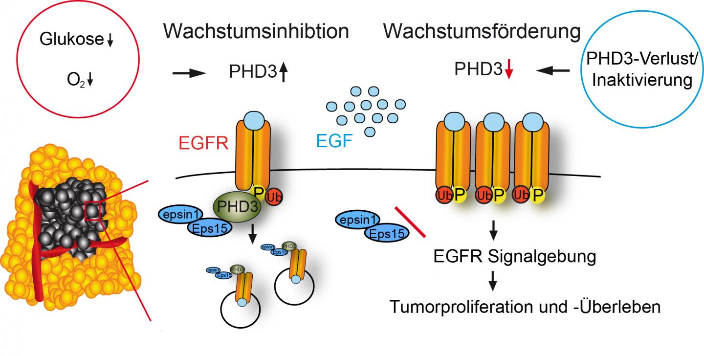 PHD Controls the Epidermal Growth Factor Reptor