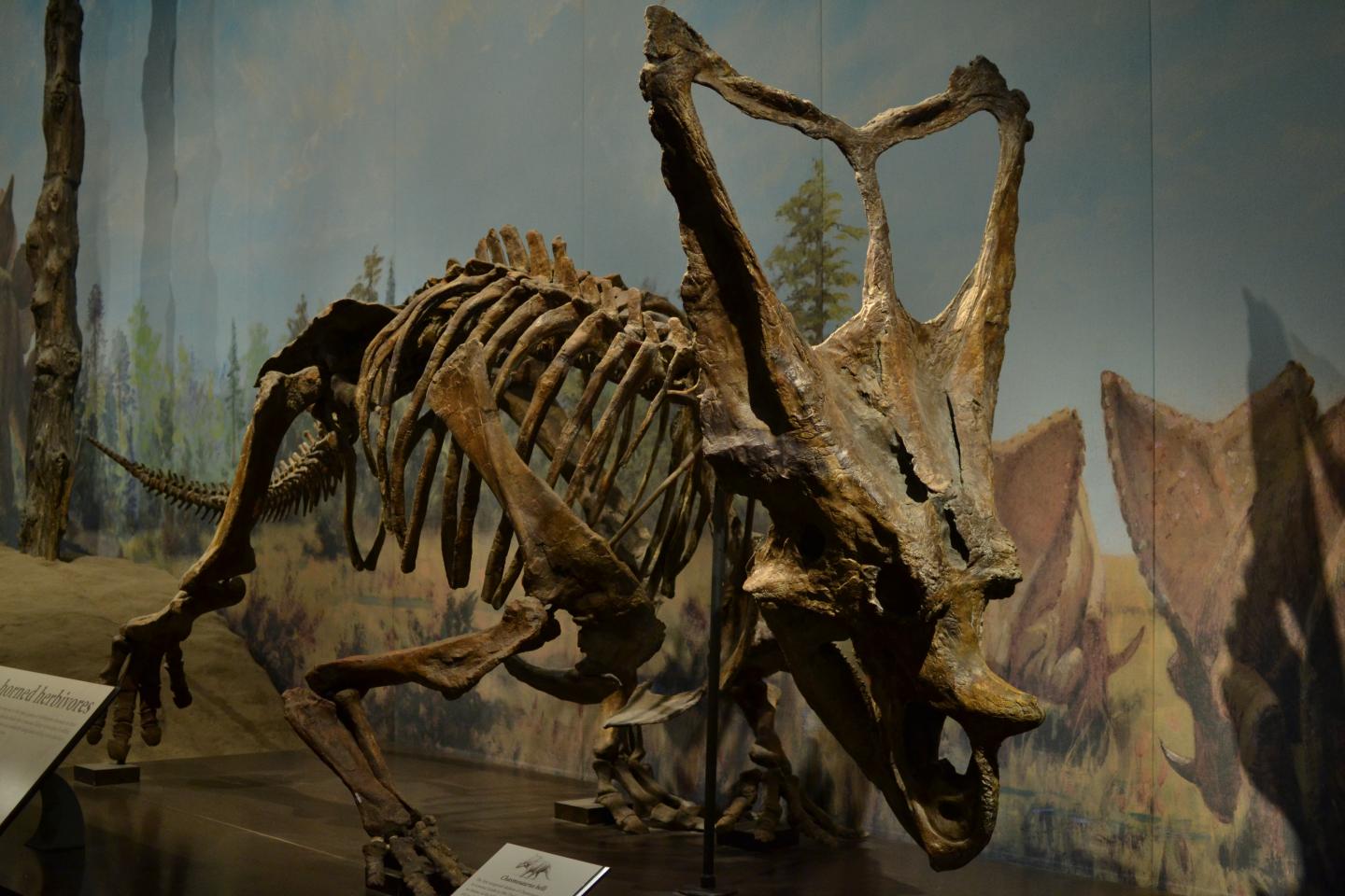 <i>Chasmosaurus</i> Skeleton in the Royal Tyrrell Museum of Paleontology