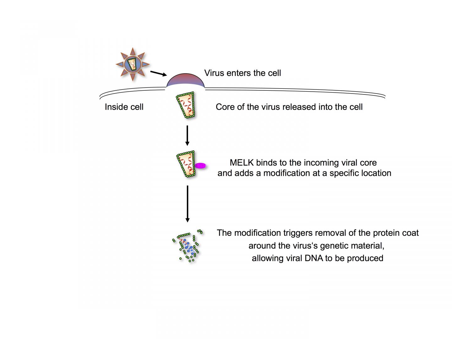 Modification of the Viral Protein Coat by MELK Regulates its Removal to Allow Viral DNA Synthesis