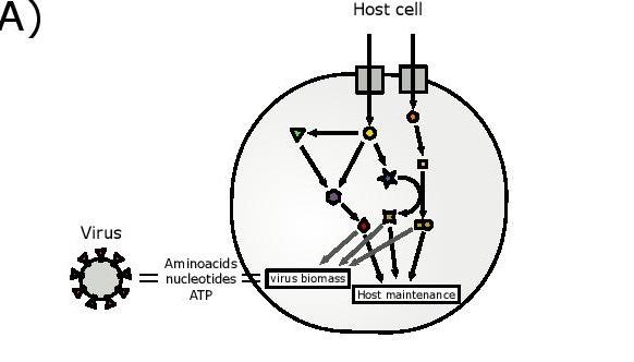 Schematic representation of the integrated host-virus metabolic modelling approach used in the article.