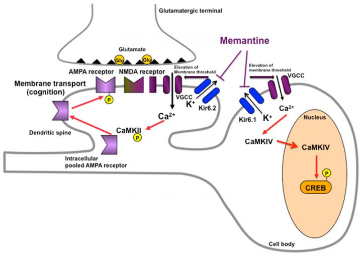 Alzheimer's Disease Found to be a Diabetic Disorder of the Brain