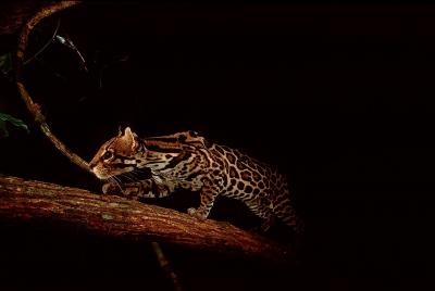 Ocelot Approaching