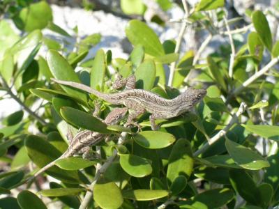 Brown Anole Lizard Pair