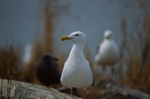 Glaucous-Winged Gull