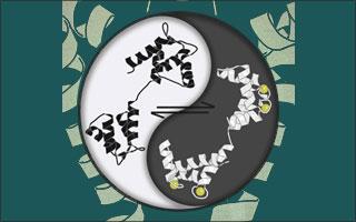 Yin-Yang-Like Balance Controls Ion Channels