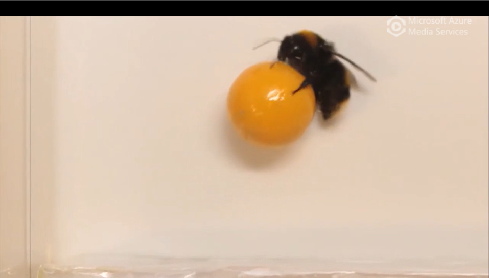Bee rolling ball