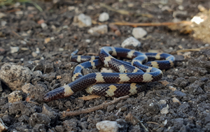 Müller's ground viper (Micrelaps muelleri), a back-fanged venomous snake species, is a member of the newly described family Micrelapidae.