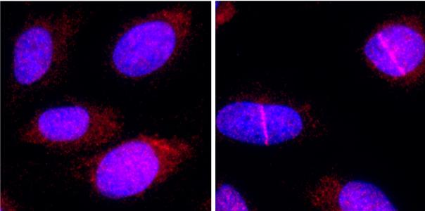 Binding of PrimPol to ICL lesions in DNA