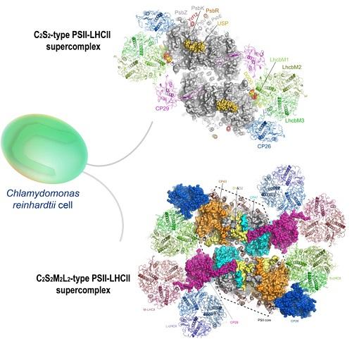 Structures of PSII-LHCII Supercomplex from a Green Algae