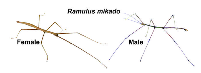 Female and “rare” male of the stick insect, Ramulus mikado