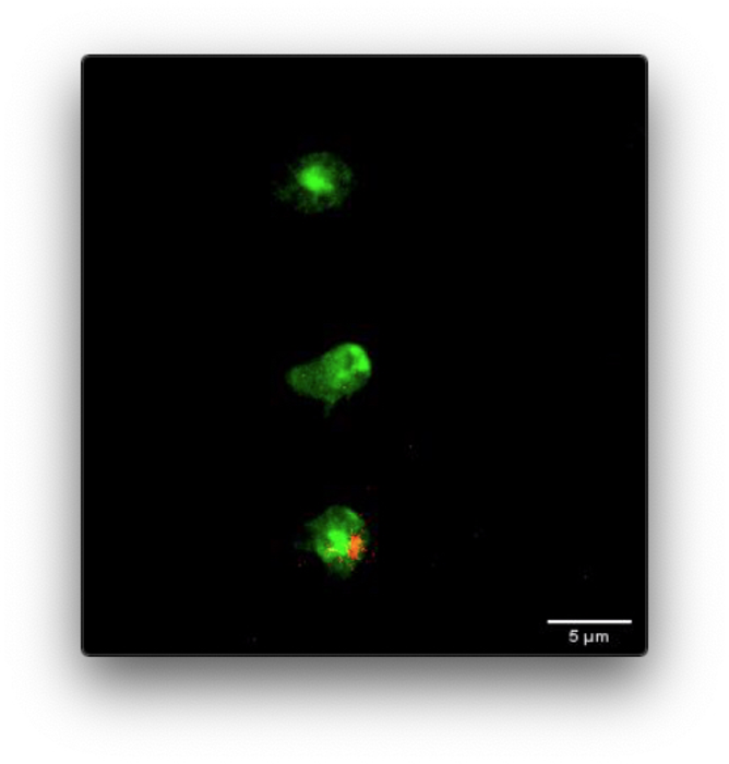 Apoptotic MSC