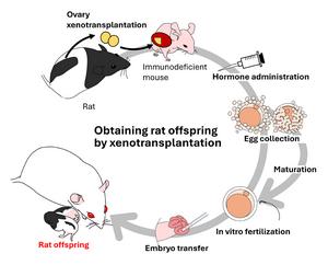 A diagram showing production of rat offspring by xenotransplantation