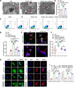 Melatonin inhibits Ca2+ overload induced by ER stress upon Slc26a2 deficiency.