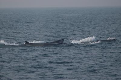 Bryde's Whales