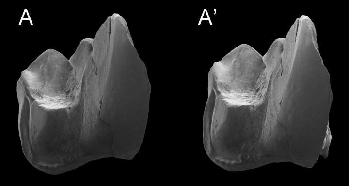 New Marsupial Tooth
