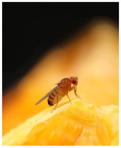 Those Fruit Flies Are Pickier Than You Think