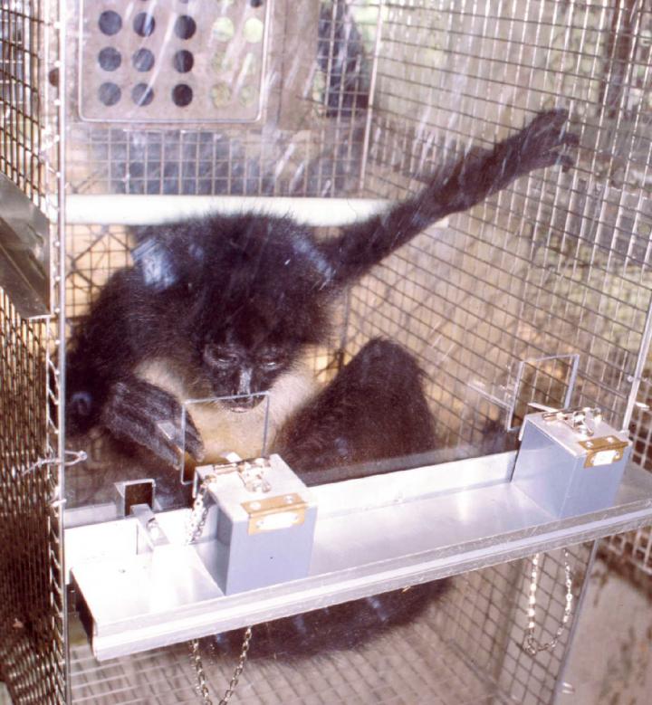 Spider Monkeys are Experts at Sniffing out Optimally Ripe Fruit