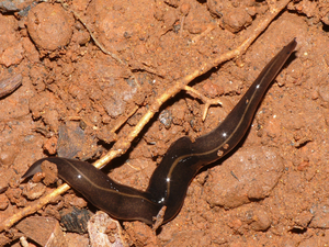 Flatworm