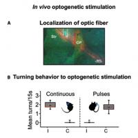 Varied Optogenetic Stimulation Changed Mouse Behavior