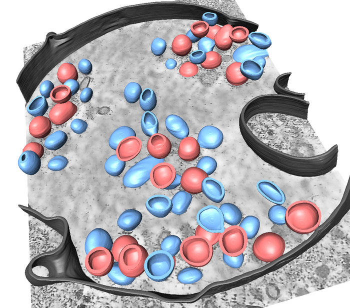 3D-Segmentierung verschiedener Strukturen im Zusammenhang mit einer Infektion mit dem Influenza-A-Virus.