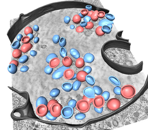 3D-segmentation of different structures related to an infection with the influenza A virus.