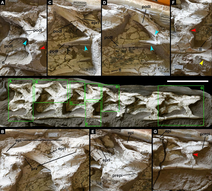 Holotype of Silutitan sinensis gen. et sp. nov.