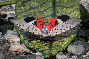 Adult spotted lanternfly