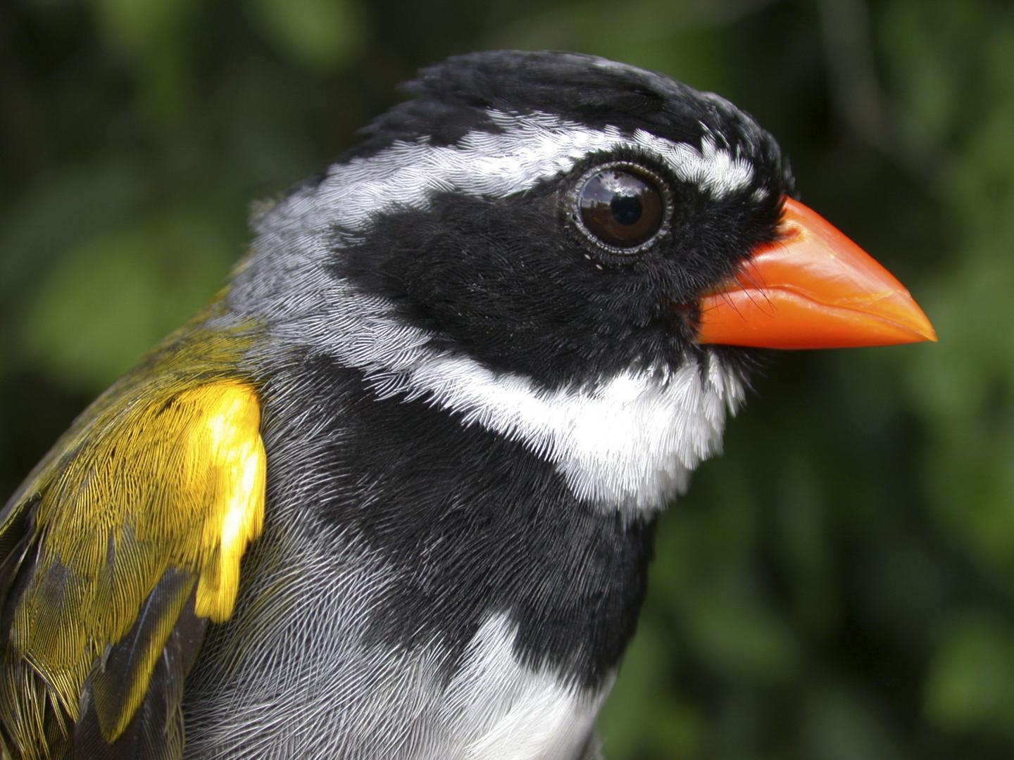 <i>Arremon aurantiirostri<i/>