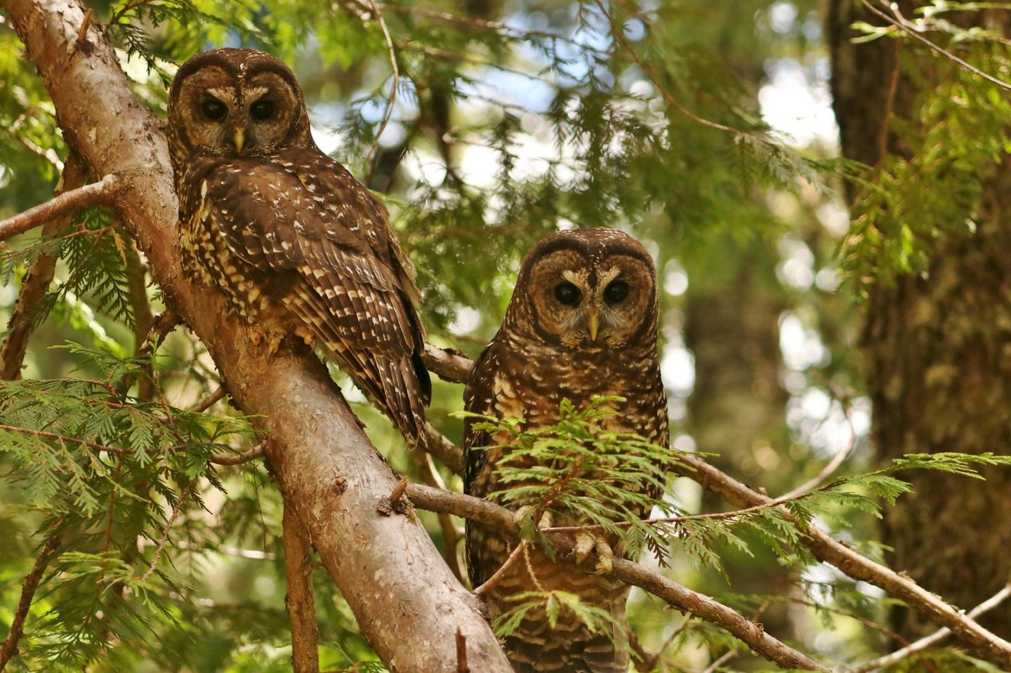 Spotted Owls