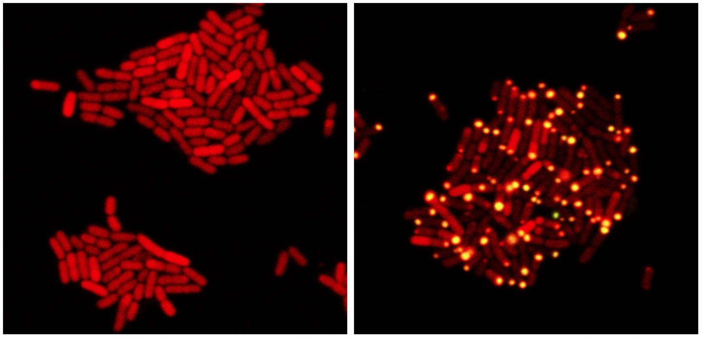 Viral Assassin VP882 Targeting E. coli