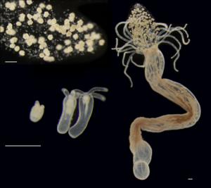 Various stages in the life of the sea anemone Nematostella vectenis