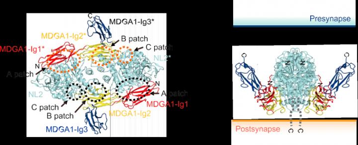 3-D Molecular Structure of Synaptic Developmental Protein Complex