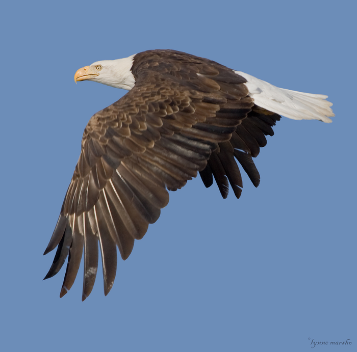 Bald Eagle