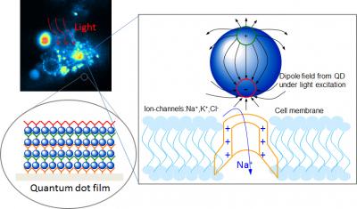 Optically Excited Quantum Dots (1 of 2)