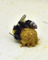 Incubating Worker Bee