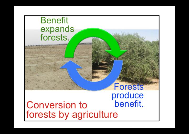 Agricultural Aforestation