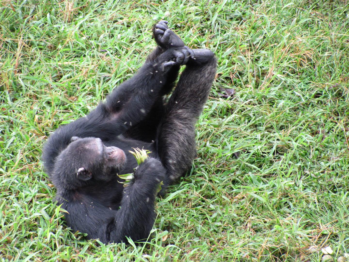 An Endangered Chimpanzee in Uganda