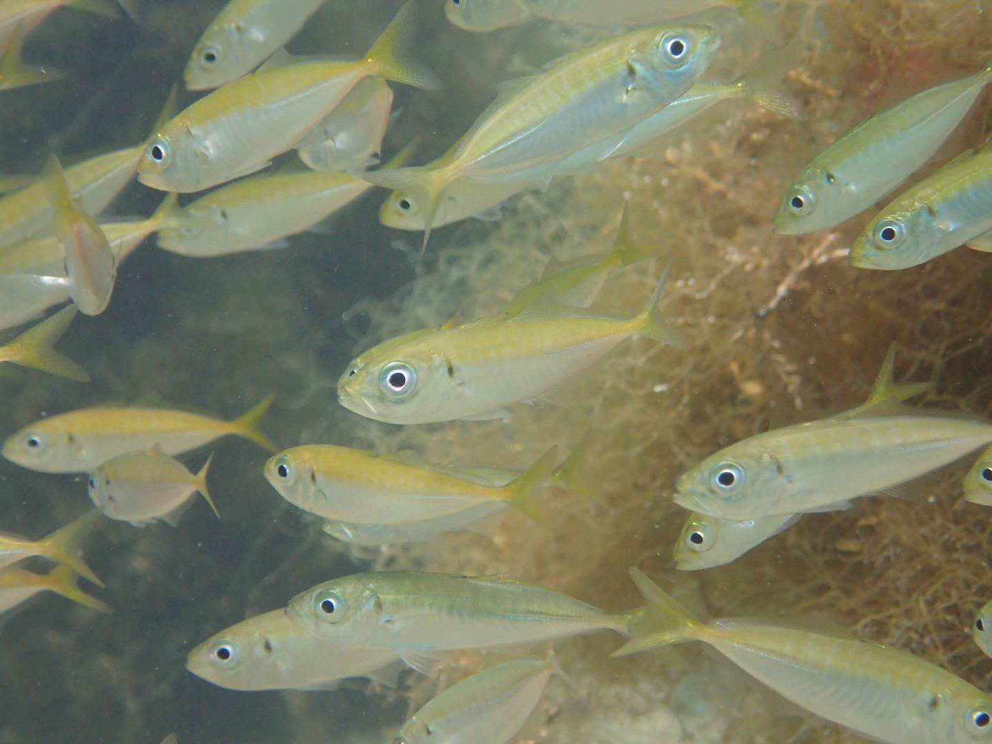 Japanese Jack Mackerel