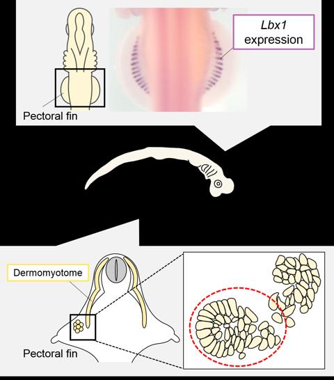 Location of Lbx1 Expression in the Catshark Embryo