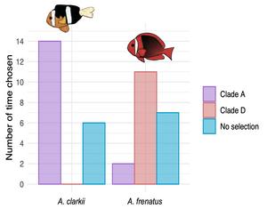 Histogram showing the results of the choice experiments for lineage A and D of the bubble-tip sea anemone (Entacmaea) by yellow-tail and tomato clownfish