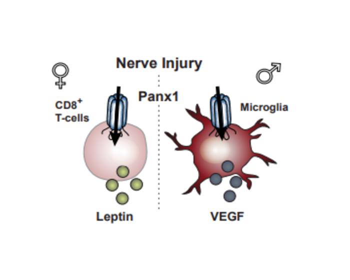 Nerve Injury