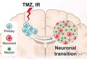 Glioblastoma Cells