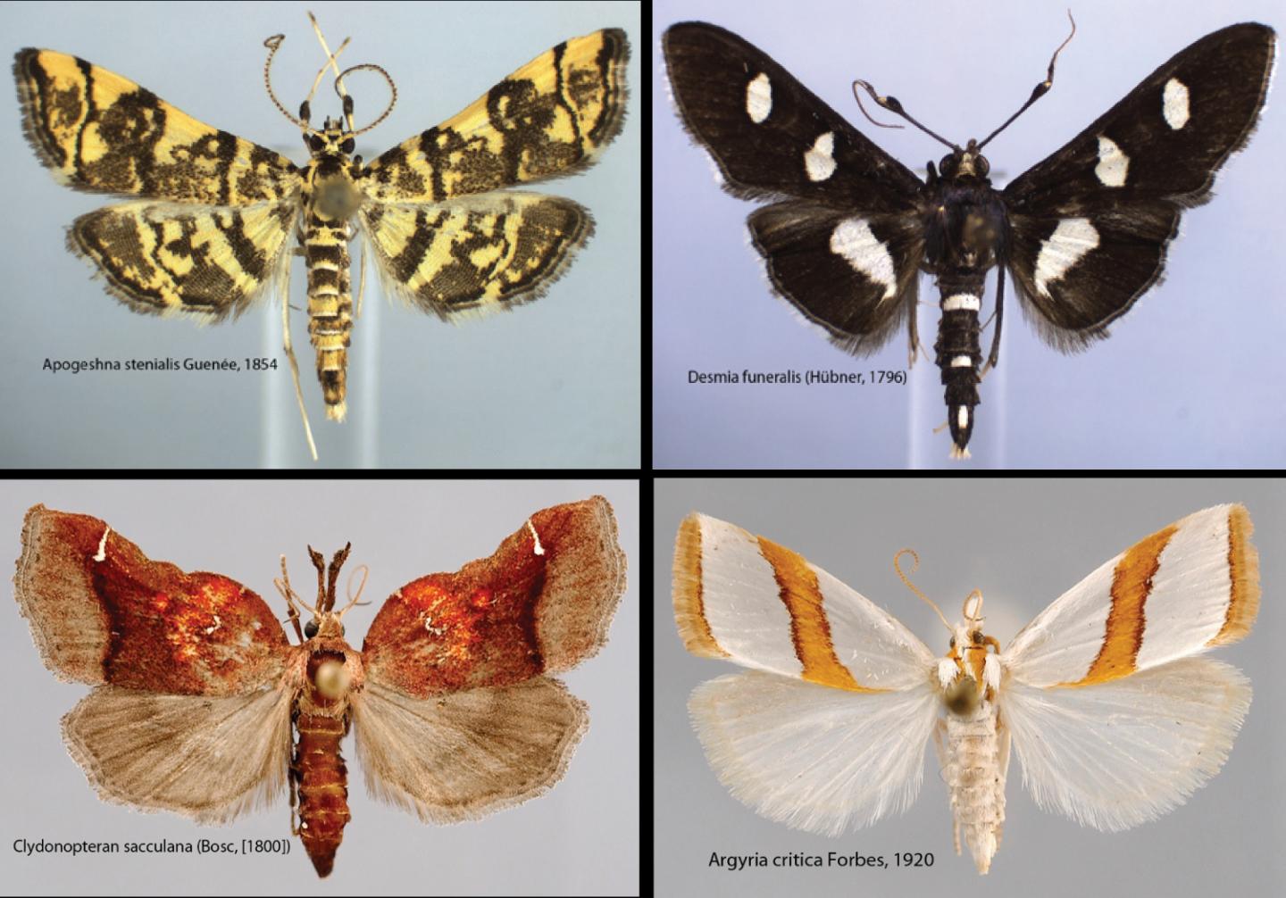 North American Snout Moths