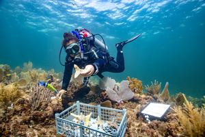 Outplanting bred corals onto the reef