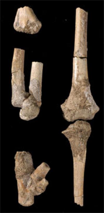 Shin Bone Discovery