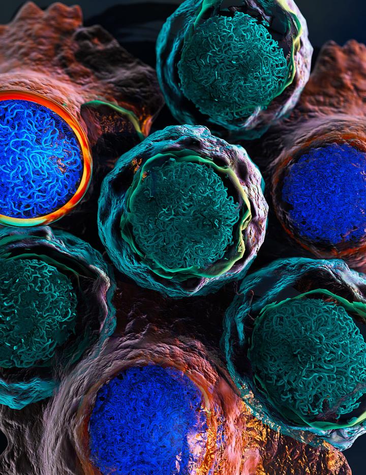 Leukemia Cells Undergoing Drug Screening (Illustration)